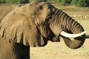 Safari Premium au Parc national de l'éléphant d'Addo