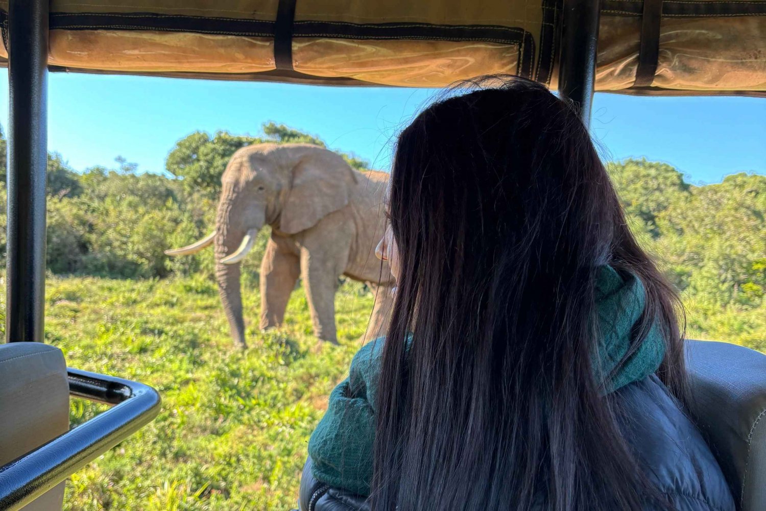 Gqeberha: Visita o parque em Schotia Safaris com almoço