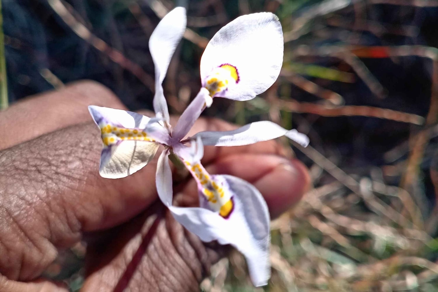 Tour a pie por la cordillera de Zuurberg y barbacoa