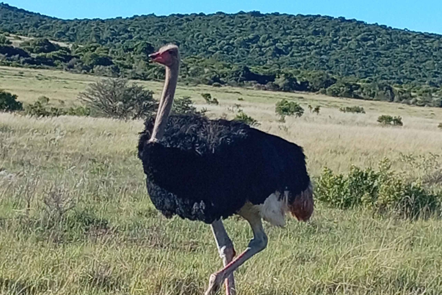 Tour a pie por la cordillera de Zuurberg y barbacoa