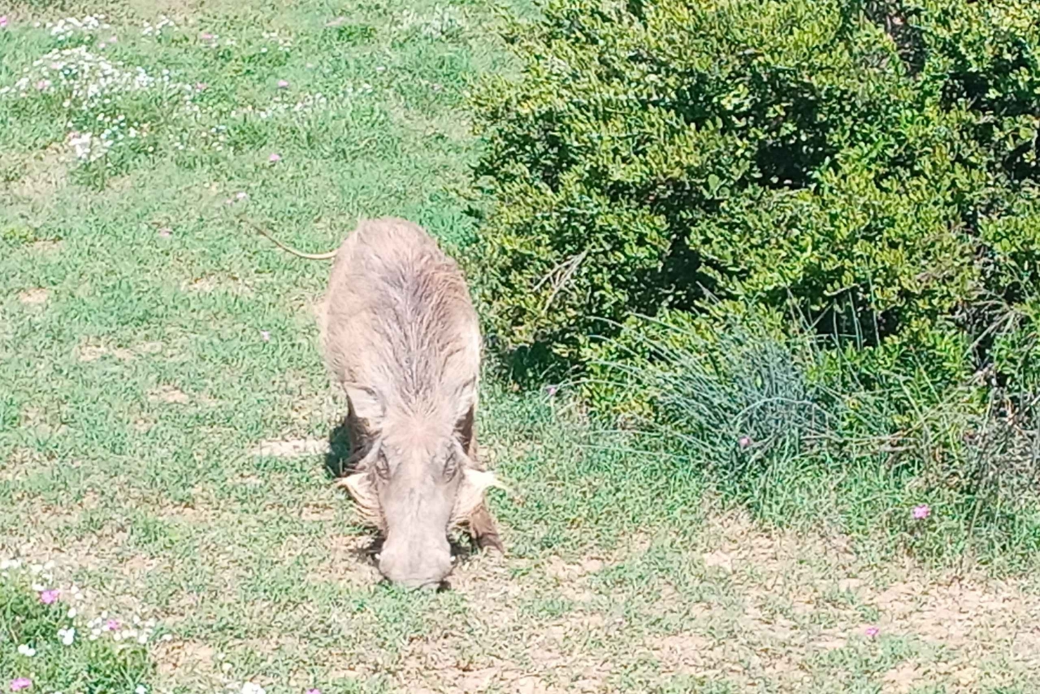 Tour a pie por la cordillera de Zuurberg y barbacoa