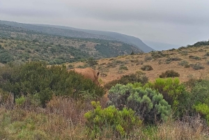 Tour a pie por la cordillera de Zuurberg y barbacoa