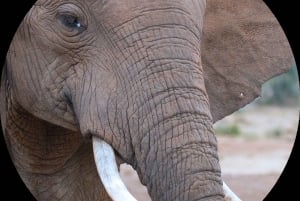 Zuurberg Trail & Addo Elephant Safari Game Drive