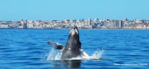 Eastern Cape Travel Guide