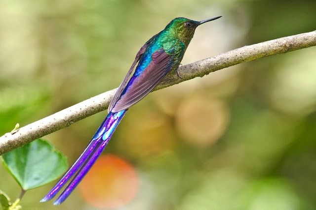 Violet-tailed Sylph Hummingbird (photo credit: Francisco Salso)