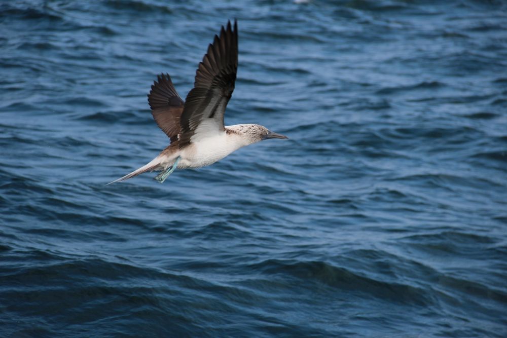 Blue-footed booby (Isla de la Plata) - photo credits: David Chang V.
