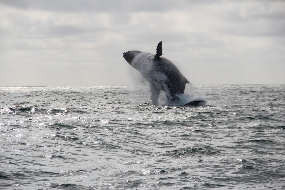 Humpback Whale - photo credits: David Chang V.