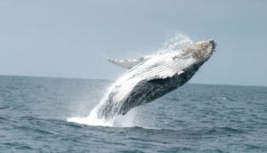 Mompiche - photo credit: Carlos Costales Terán