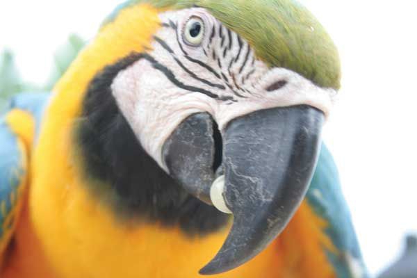 Parrot (credit: Ministry of Tourism Ecuador)