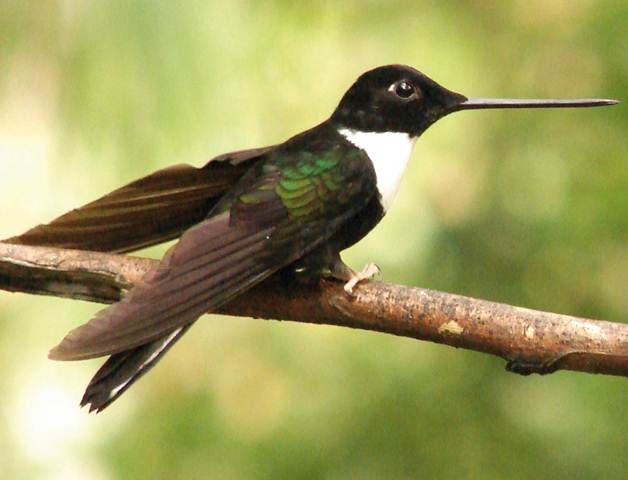 Hummingbird (credit: Ministry of Tourism Ecuador)