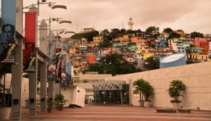 Cacicus Cela 'Cacique'  (photo credits: Geoff Galice)