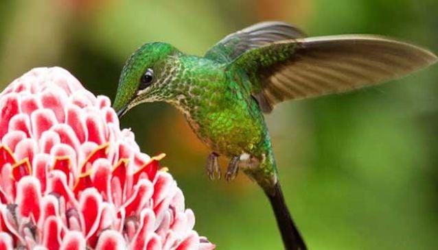 Hummingbird Heaven - An Eco Tour in Ecuador