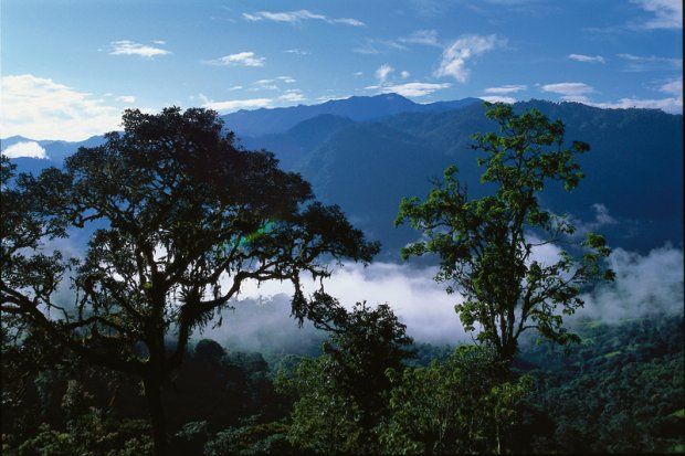Cloud Forest (Credit: Quito Turismo)