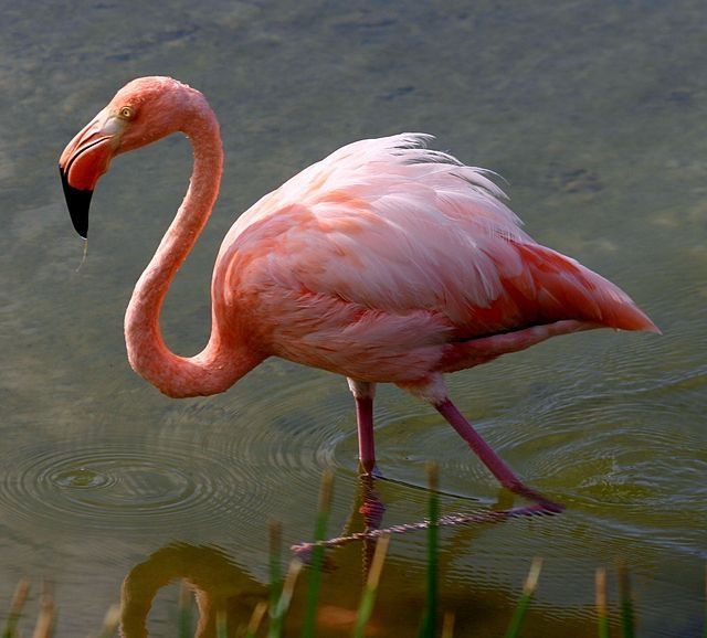 Galapagos Flamingo (Photo credits: Charles J. Sharp)