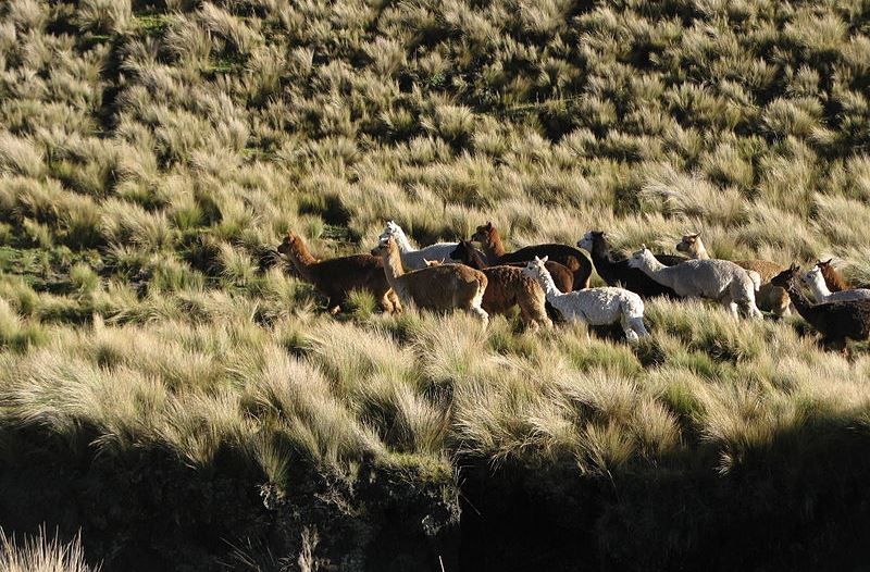 Llama herd (photo credits: Kilobug)