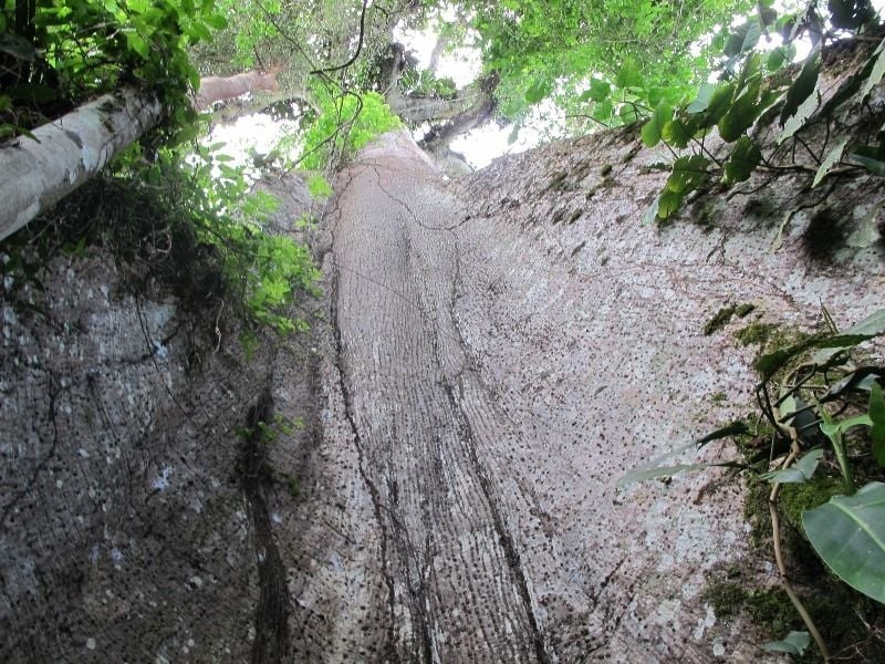 Giant Kapok Tree, Napo Province (Amazon Rainforest)