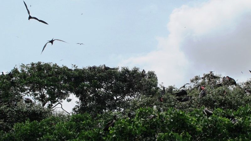Frigate Birds - Isla CorazÃ³n