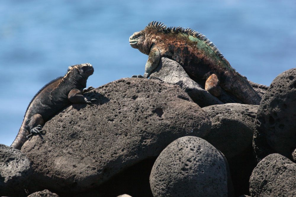 Galapagos Iguanas (photo credits: Ecuador Tourism Ministry)