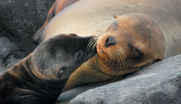 Visiting the Enchanted Galapagos