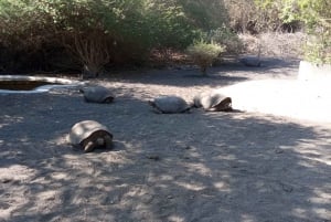 2 ISABELA ISLAND TOP TOURS: TINTORERAS ISLET & TUNELES CAPE