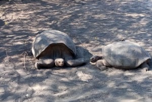 2 ISABELA ISLAND TOP TOURS: TINTORERAS ISLET & TUNELES CAPE