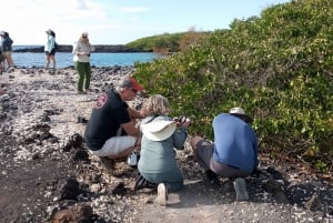 2 ISABELA ISLAND TOP TOURS: TINTORERAS ISLET & TUNELES CAPE