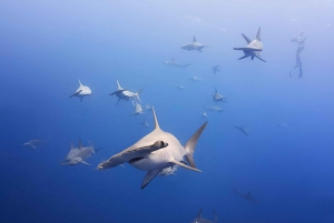 2 يومان من الغوص في سانتا كروز - جزر غالاباغوس