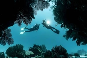 2 يومان من الغوص في سانتا كروز - جزر غالاباغوس