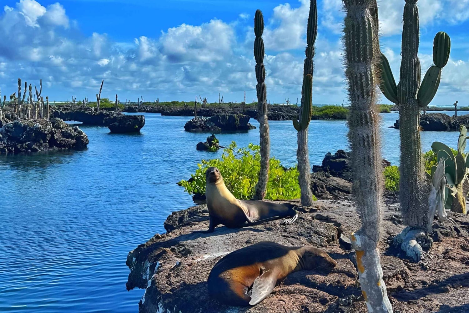 2 ISABELAN SAAREN HUIPPUKIERROSTA: TINTORERAS-SAARI & TUNELES-KAIPPI