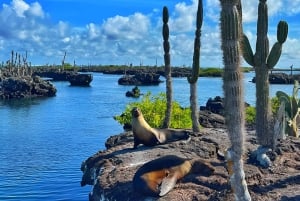 2 ISABELAN SAAREN HUIPPUKIERROSTA: TINTORERAS-SAARI & TUNELES-KAIPPI