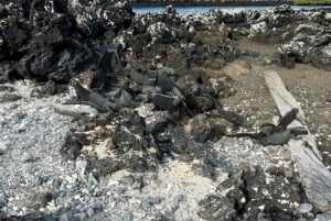 2 ISABELAN SAAREN HUIPPUKIERROSTA: TINTORERAS-SAARI & TUNELES-KAIPPI