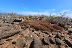 3 BESTE GALAPAGOS TOURS- BESTE WANDEL EN SNORKEL TOP ERVARING