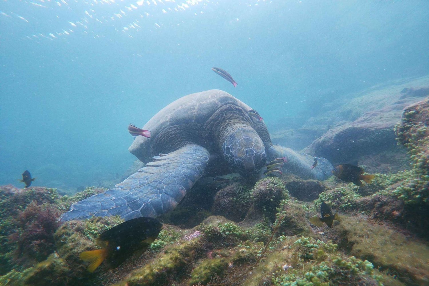 3-Day Galapagos Trip for Traveler Without Much Time