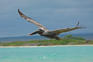 3-dagars Galapagos-resa för resenärer med begränsad tid