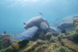 3-dagars Galapagos-resa för resenärer med begränsad tid