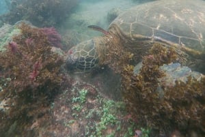 3-dagars Galapagos-resa för resenärer med begränsad tid