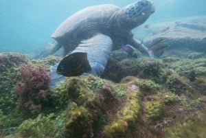 3-dagars Galapagos-resa för resenärer med begränsad tid