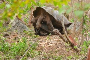 3-dagars Galapagos-resa för resenärer med begränsad tid
