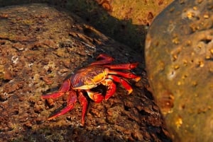 3-dagars Galapagos-resa för resenärer med begränsad tid