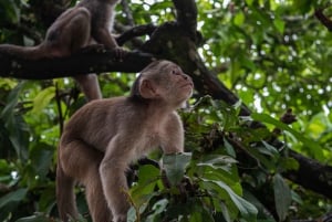 3 Days Discover The Ecuadorian Amazon (Tour From Quito)