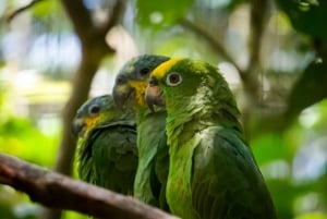 3 giorni alla scoperta dell'Amazzonia ecuadoriana (tour dalla città di Tena)