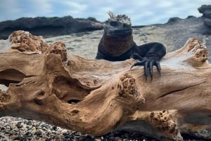 3 日間ツアー スタ クルーズ + イザベラ + スタ フェ + 宿泊施設 + 往復送迎