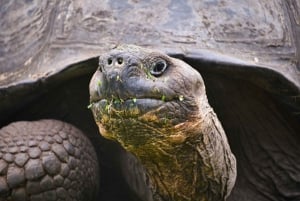 DIE 3 BESTEN GALAPAGOS TOUREN - DIE BESTE WANDERUNG UND DAS BESTE SCHNORCHELERLEBNIS