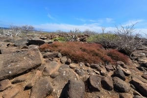 DIE 3 BESTEN GALAPAGOS TOUREN - DIE BESTE WANDERUNG UND DAS BESTE SCHNORCHELERLEBNIS