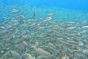 Excursion d'une journée sur l'île de San Cristobal (360)