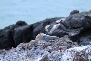 360 Tour di un giorno dell'Isola di San Cristobal