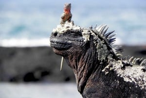 4 dias nas Ilhas Galápagos: excursão guiada à Ilha Santa Cruz