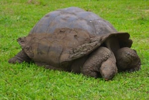 4 dias nas Ilhas Galápagos: excursão guiada à Ilha Santa Cruz