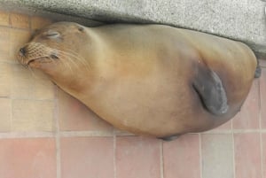 4 dias nas Ilhas Galápagos: excursão guiada à Ilha Santa Cruz