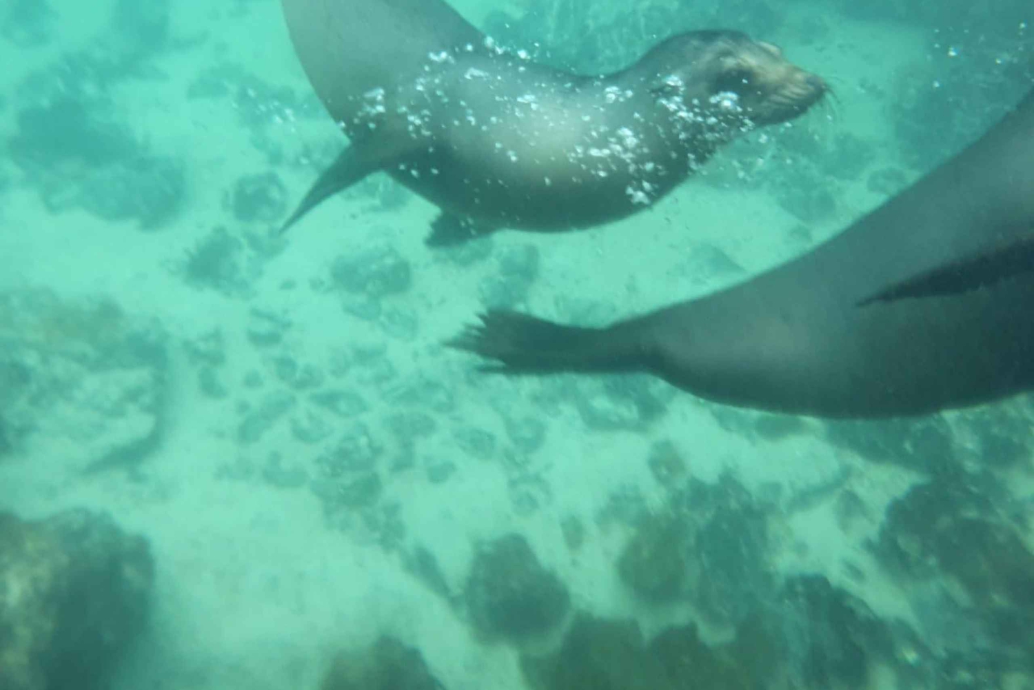 4-tägige Galapagos-Land-Tour